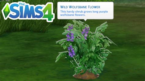 the sims 4 wolfsbane|The Sims 4: Where to find Wolfsbane plants .
